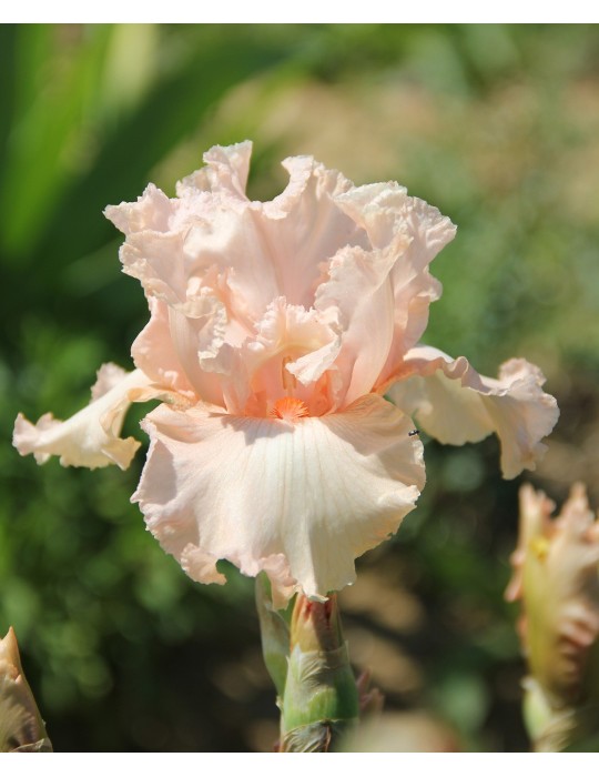 Iris de bordure GRACE KELLY - Achat en ligne de rhizomes