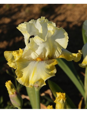 Iris jaune DOUBLE RINGER - achat en ligne - Iris du Val de Drôme