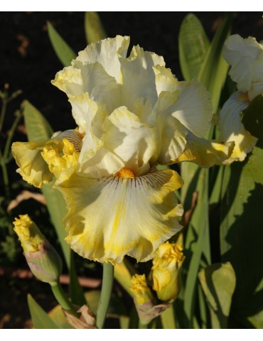 Iris jaune DOUBLE RINGER - achat en ligne - Iris du Val de Drôme 2