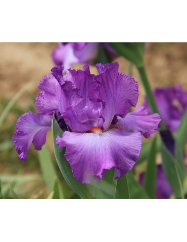 Iris barbue OPALESCENT DREAM violet - Iris du Val de Drôme
