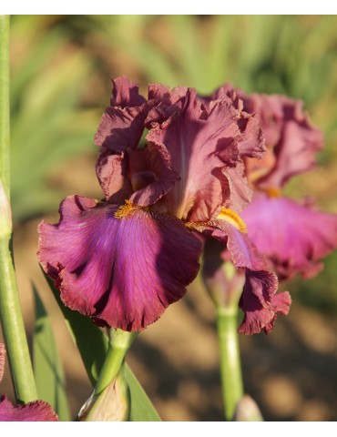 DANCE THE NIGHT AWAY - Achat de rizome à fleur