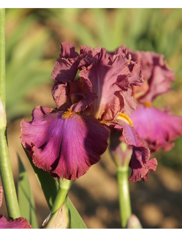 DANCE THE NIGHT AWAY - Achat de rizome à fleur