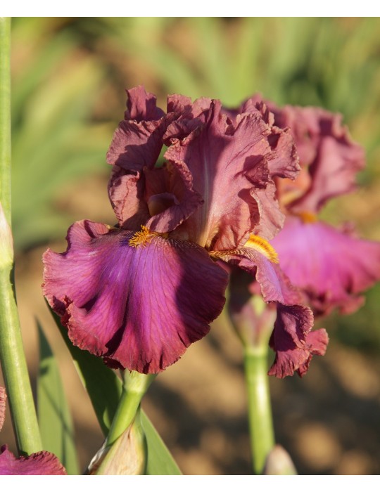 DANCE THE NIGHT AWAY - Achat de rizome à fleur