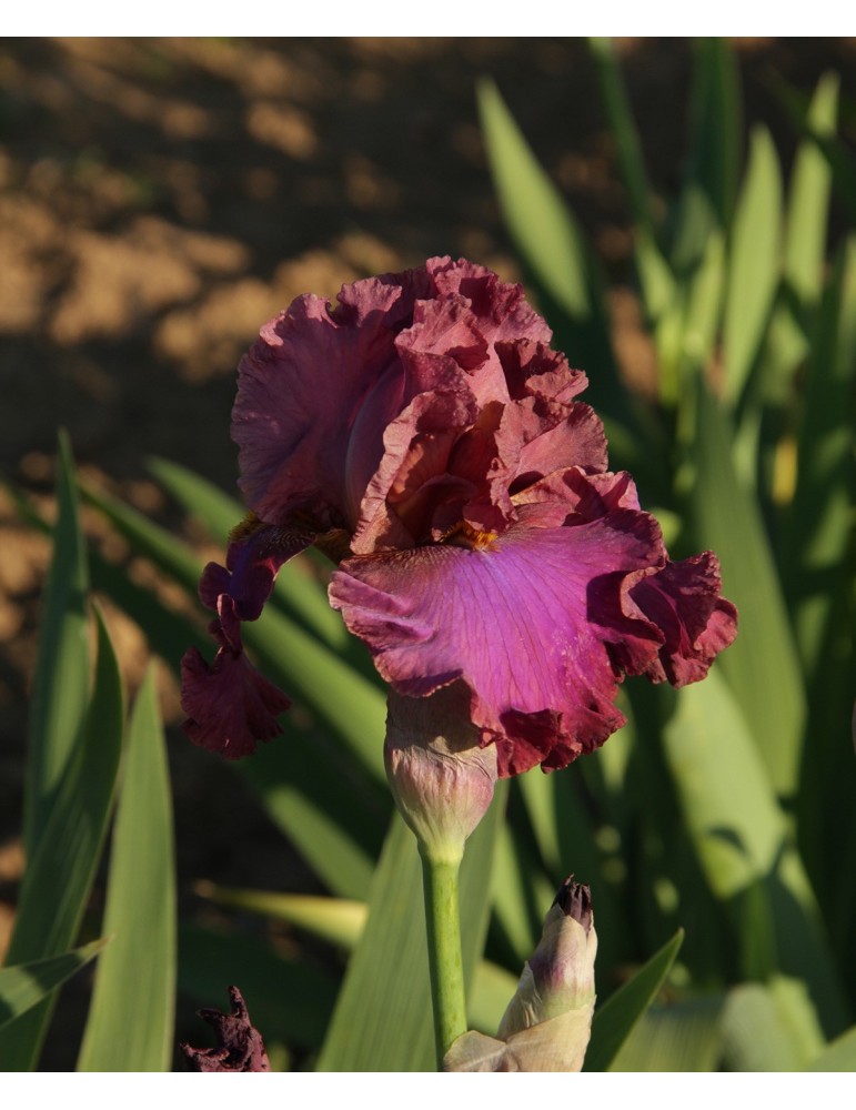 DANCE THE NIGHT AWAY - Achat de rizome à fleur