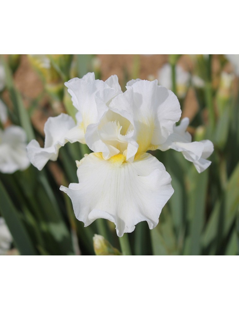 Grand iris de jardin PEACE PRAYER - pépinière Hélène et Marie BOIS-SOULIER Grand iris de jardin PEACE PRAYER - pépinière Hélène et Marie BOIS-SOULIER