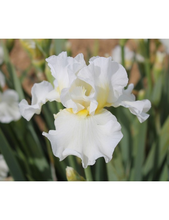 Grand iris de jardin PEACE PRAYER - pépinière Hélène et Marie BOIS-SOULIER Grand iris de jardin PEACE PRAYER - pépinière Hélène et Marie BOIS-SOULIER