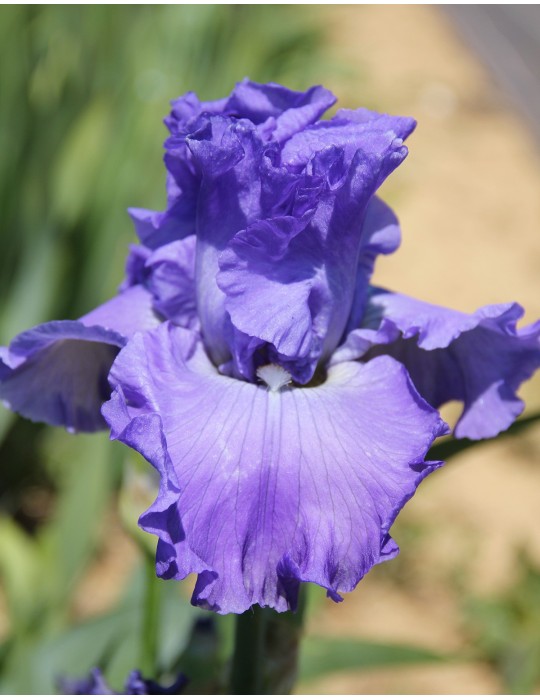 Grand iris barbue WIDE BLUE SEA - Iris du Val de Drôme Grand iris barbue WIDE BLUE SEA - Iris du Val de Drôme