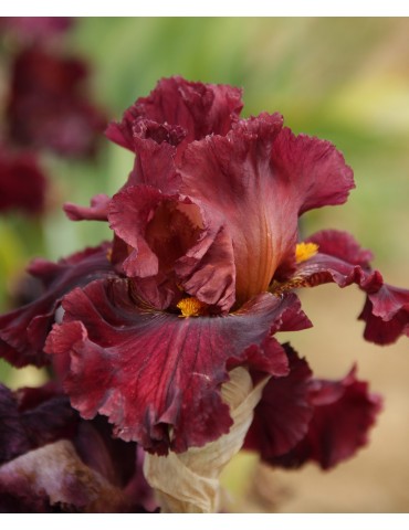 Iris de jardin bordeaux COVER PAGE - Iris du Val de Drôme