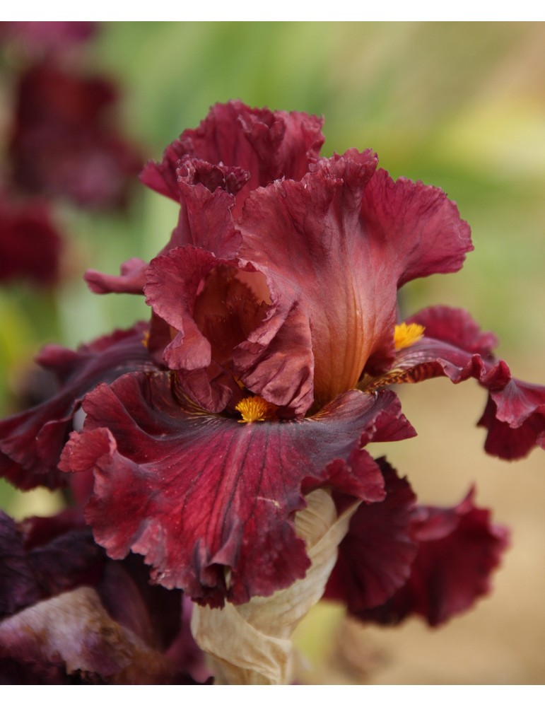 Iris de jardin bordeaux COVER PAGE - Iris du Val de Drôme Iris de jardin bordeaux COVER PAGE - Iris du Val de Drôme
