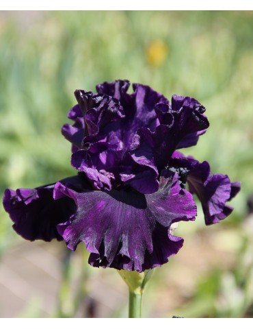 Iris NOBLE GESTURE - vente en ligne - Iris du Val de Drôme