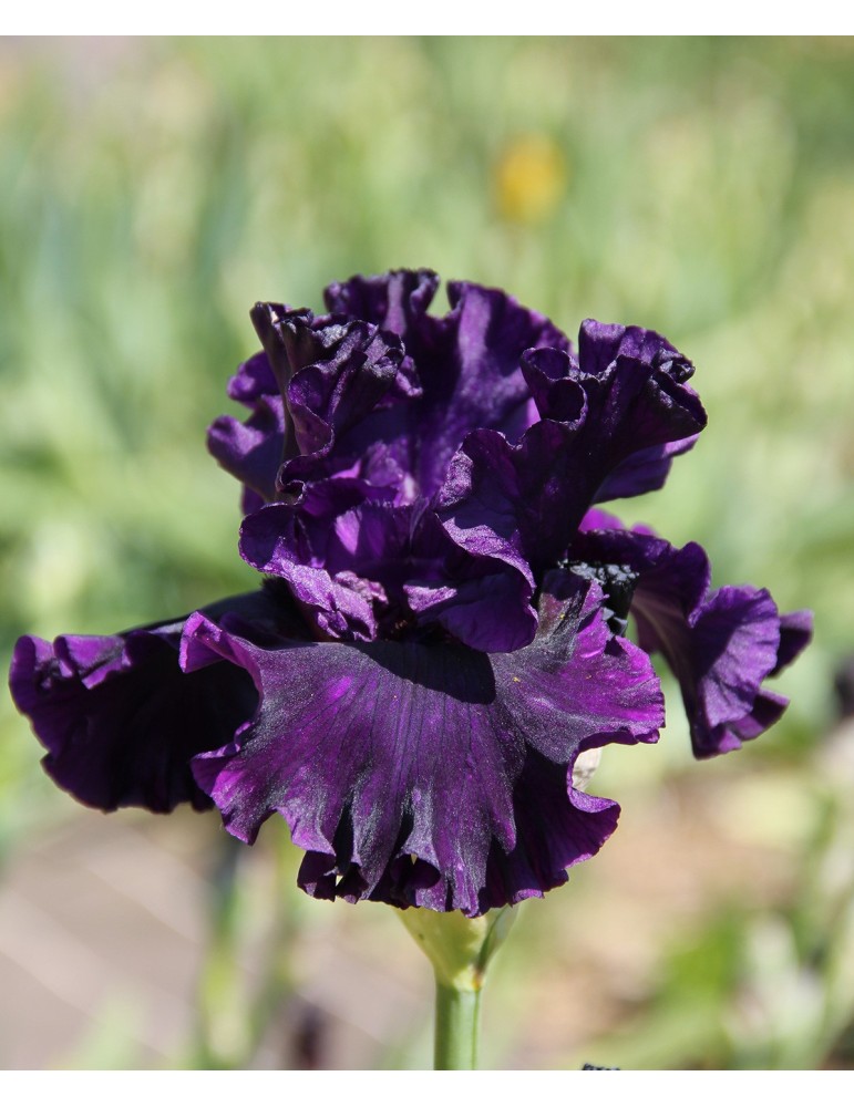 Iris NOBLE GESTURE - vente en ligne - Iris du Val de Drôme