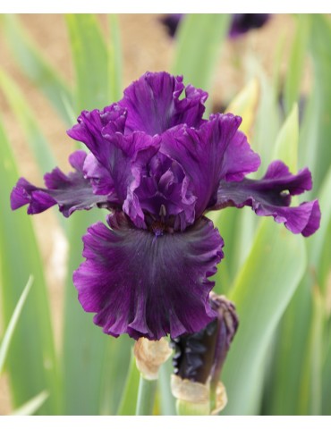 Iris NOBLE GESTURE - vente en ligne - Iris du Val de Drôme 2