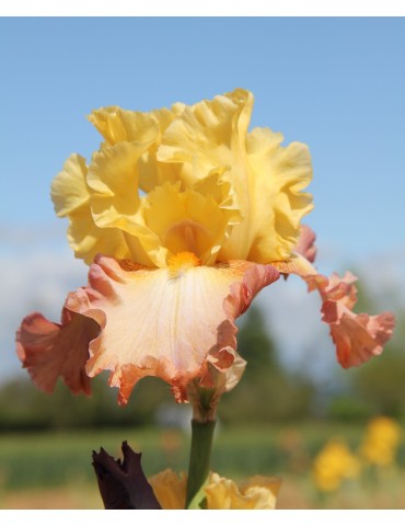 Grand iris HIGH CHAPARRAL jaune et orangé - Iris du Val de Drôme