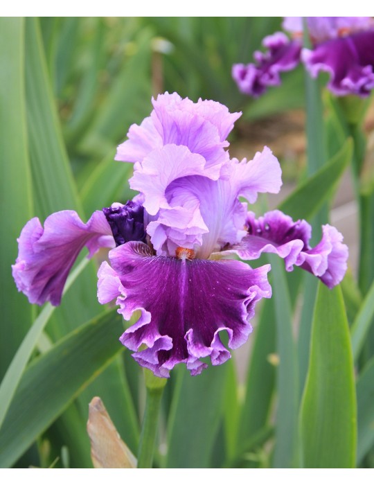 ADLEMI - Grosse fleur d'iris violette clair et violette