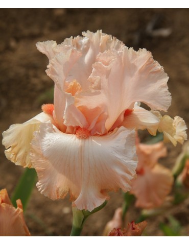 Iris barbue AUSTAR GLOW orangé rosé clair - Iris du Val de Drôme
