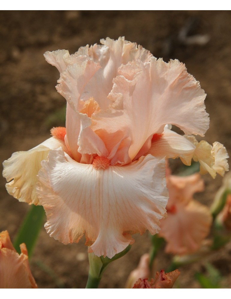 Iris barbue AUSTAR GLOW orangé rosé clair - Iris du Val de Drôme