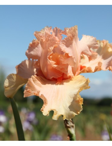 Iris barbue AUSTAR GLOW orangé rosé clair - Iris du Val de Drôme 2