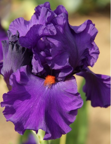 Grand Iris violet foncé PAUL BLACK - Iris du Val de Drôme