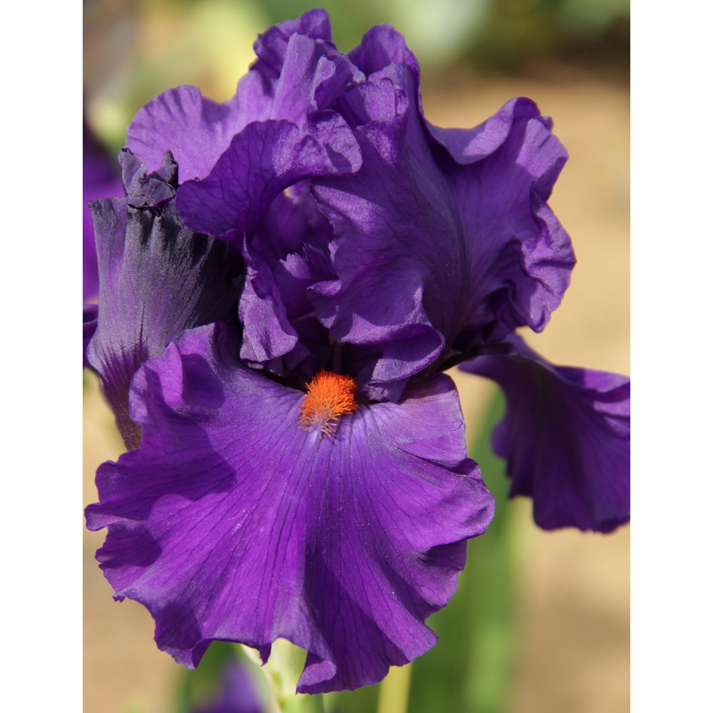 Grand Iris violet foncé PAUL BLACK - Iris du Val de Drôme