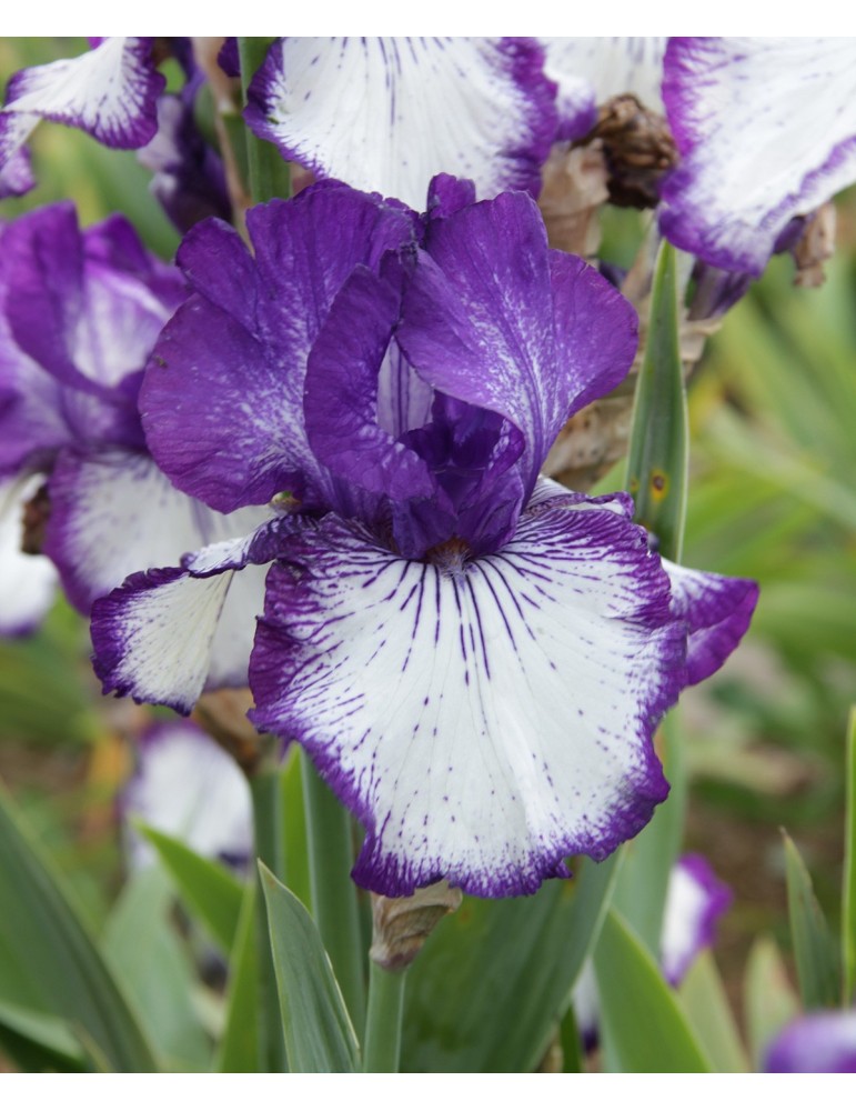Grand iris blanc à bordure bleu violet sombre strié, fleur hâtive, obtenteur Schreiner de 1997