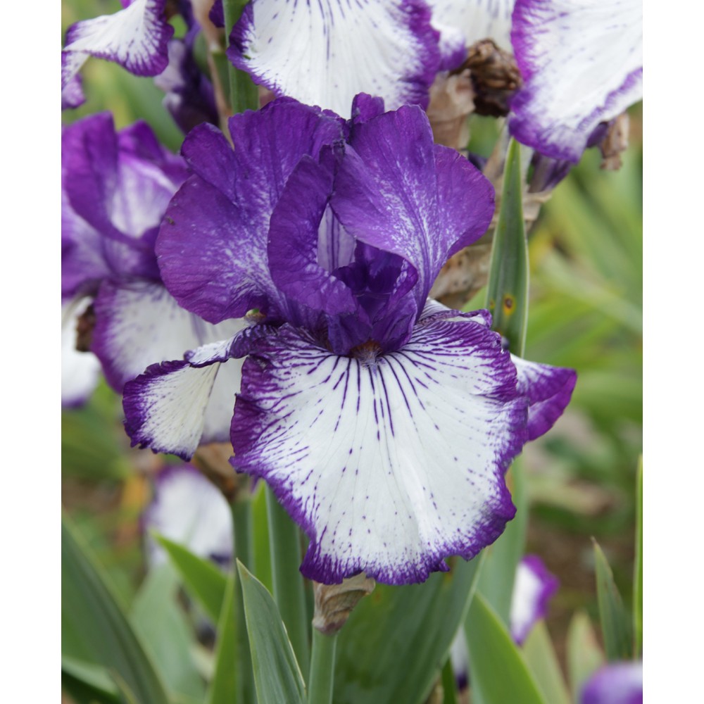 Grand iris blanc à bordure bleu violet sombre strié, fleur hâtive,  obtenteur Schreiner de 1997
