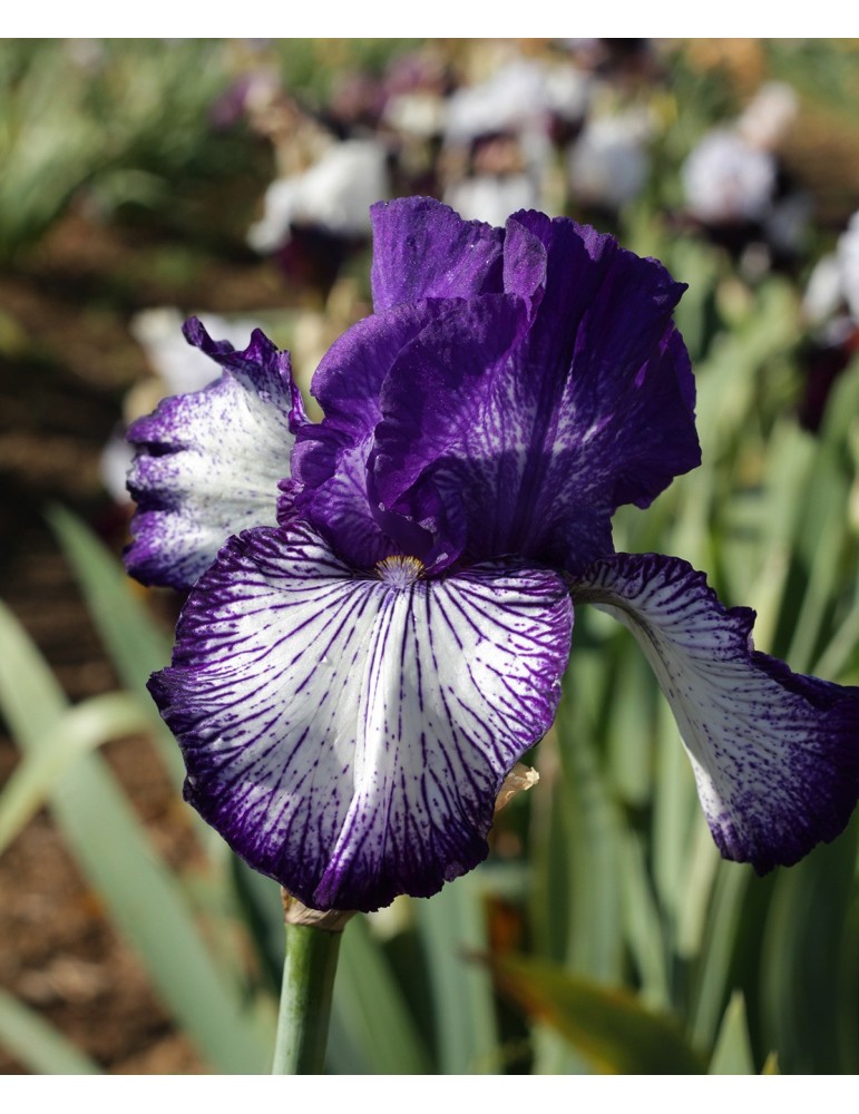 Grand iris blanc à bordure bleu violet sombre strié, fleur hâtive, obtenteur Schreiner de 1997