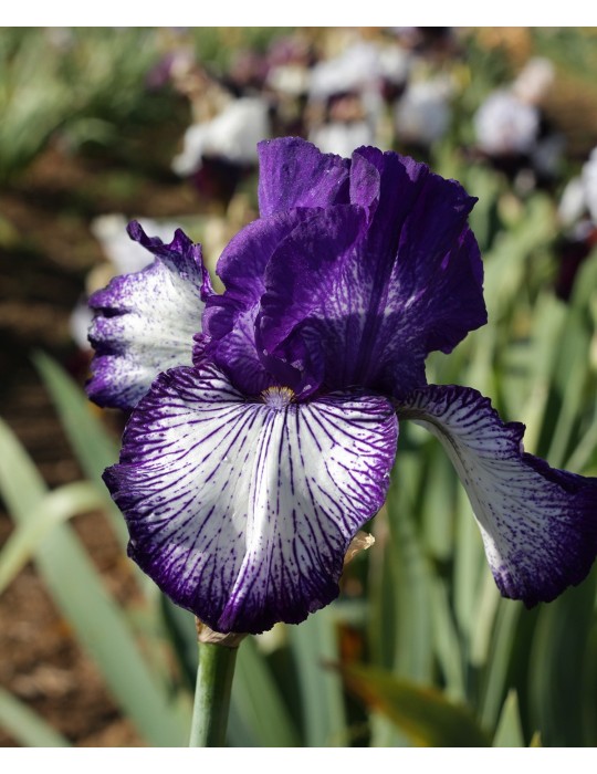 Grand iris blanc à bordure bleu violet sombre strié, fleur hâtive, obtenteur Schreiner de 1997
