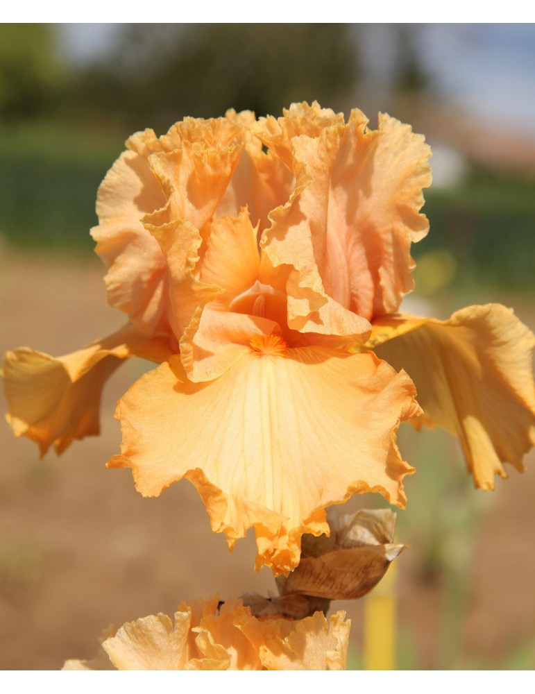 Fleur d'iris orange MILLENIUM SUNRISE - Iris du Val de Drôme