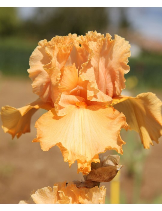 Fleur d'iris orange MILLENIUM SUNRISE - Iris du Val de Drôme