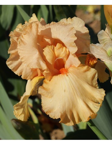 Fleur d'iris orange MILLENIUM SUNRISE - Iris du Val de Drôme 2