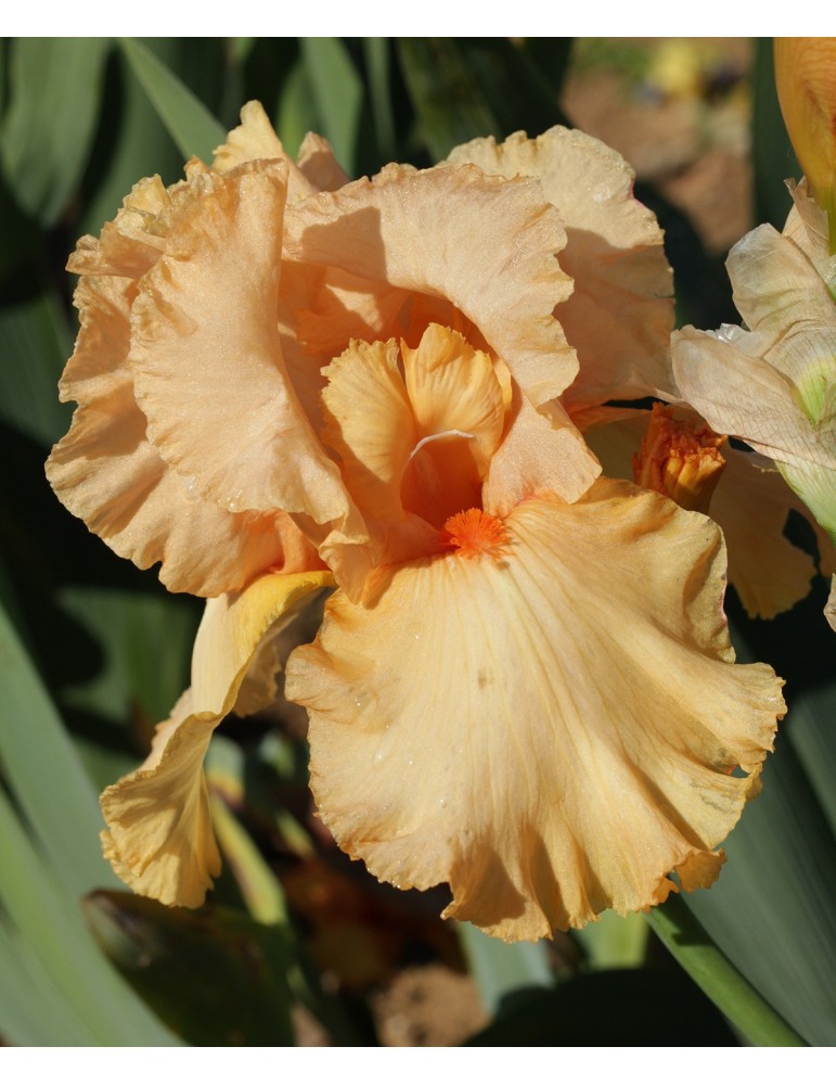 Fleur d'iris orange MILLENIUM SUNRISE - Iris du Val de Drôme