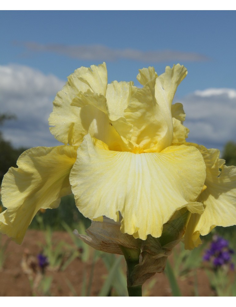 Grand iris jaune clair GOOD NIGHT MOON - Iris du Val de Drôme