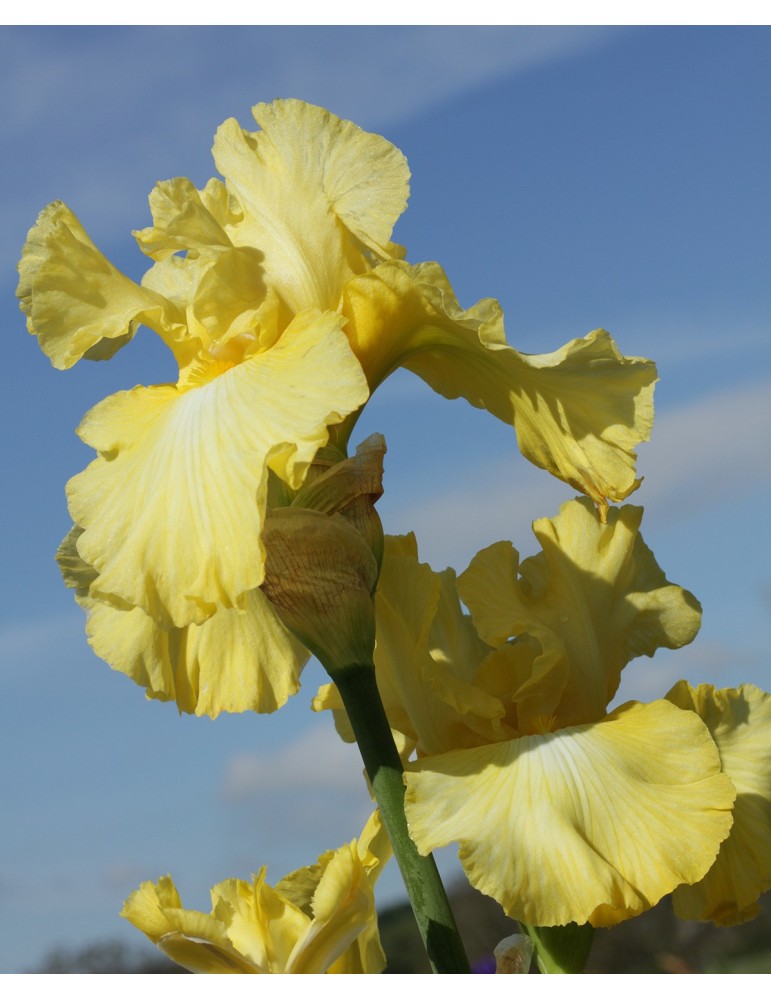 Grand iris jaune clair GOOD NIGHT MOON - Iris du Val de Drôme