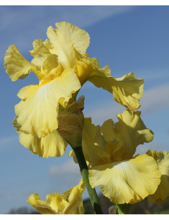 Grand iris jaune clair GOOD NIGHT MOON - Iris du Val de Drôme