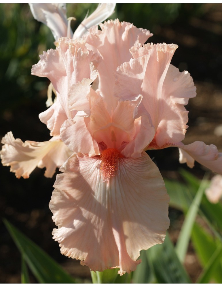 Iris barbue LAVIE EN ROSE  - Vente en ligne sur Iris du val de Drôme