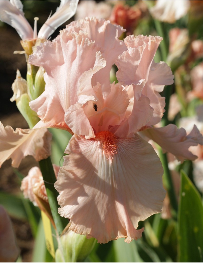Iris barbue LAVIE EN ROSE  - Vente en ligne sur Iris du val de Drôme