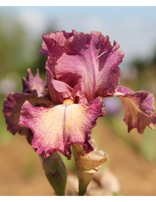 ROMANTICIST iris de jardin de couleur créme bordé de bordeaux