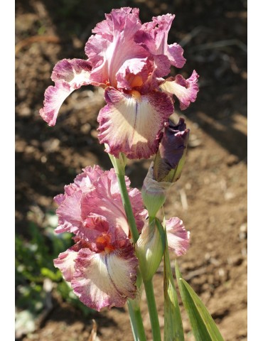 ROMANTICIST iris de jardin de couleur créme bordé de bordeaux 2