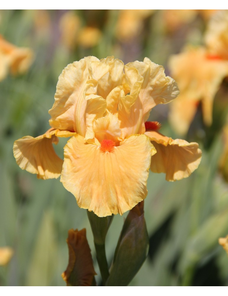 Iris intermédiaire FRUIT COCKTAIL - Iriseraie à Grâne