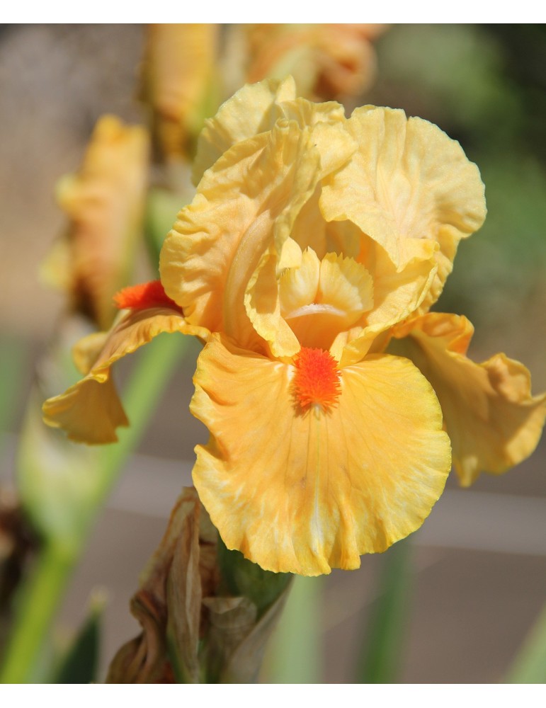 Iris intermédiaire FRUIT COCKTAIL - Iriseraie à Grâne