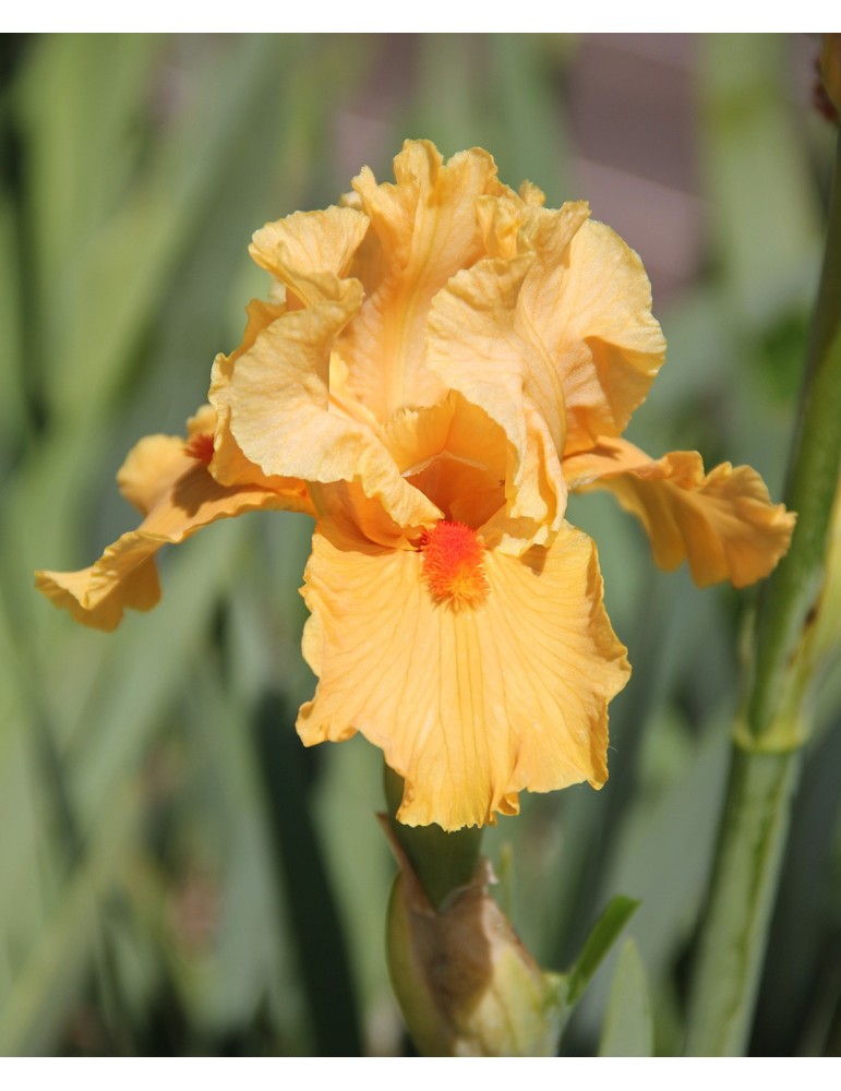 Iris "season Ticket" orange - Iris du Val de Drôme