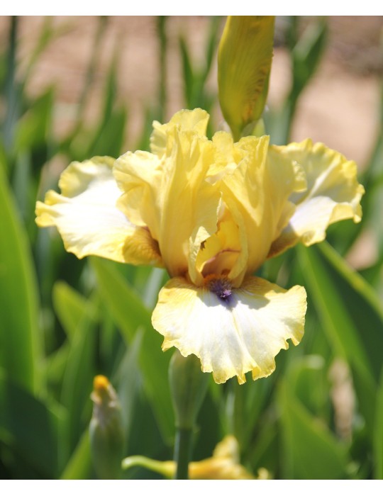 ABBEY CHANT ABBEY CHANT