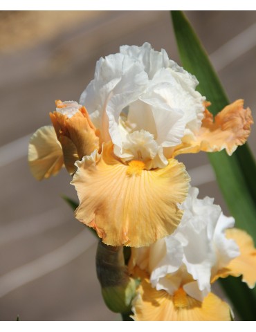 Irs de bordure Apricot Frosty blanc et orange de Niswonger