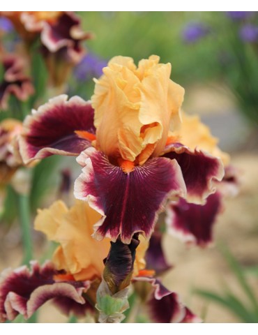 Iris de jardin orange et bordeaux de Blyth de l'année 2000