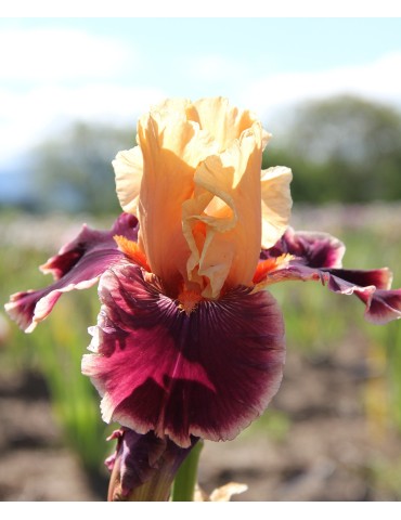 Iris de jardin orange et bordeaux de Blyth de l'année 2000 2