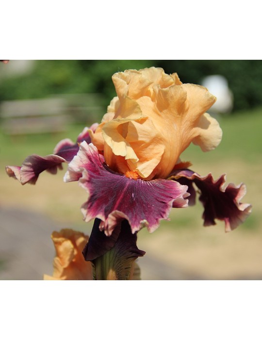 Iris de jardin orange et bordeaux de Blyth de l'année 2000