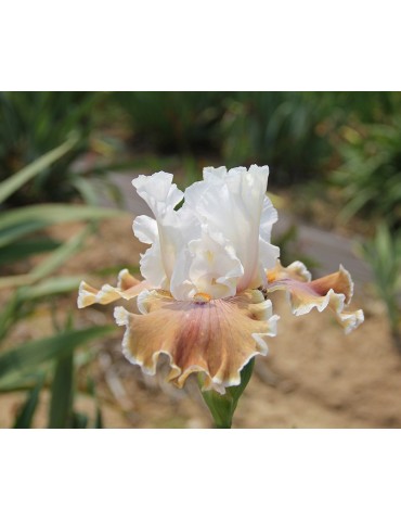 Grand iris blanc et marron clair de Blyth de 1999