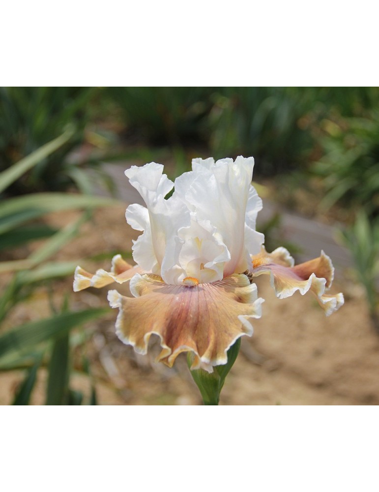 Grand iris blanc et marron clair de Blyth de 1999