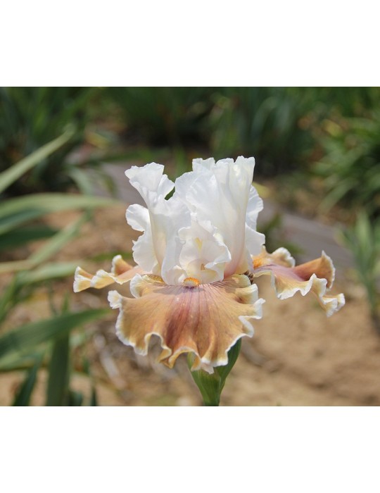 Grand iris blanc et marron clair de Blyth de 1999