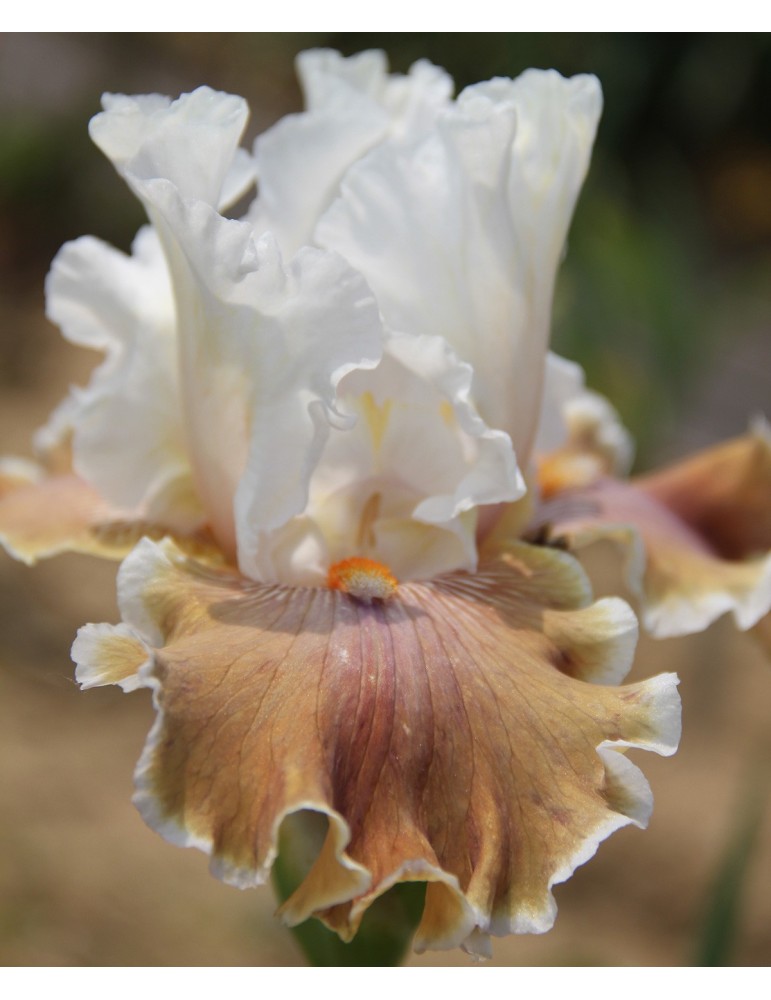 Grand iris blanc et marron clair de Blyth de 1999